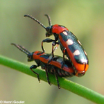 Crioc&egrave;re de l'asperge (Crioceris asparagi)